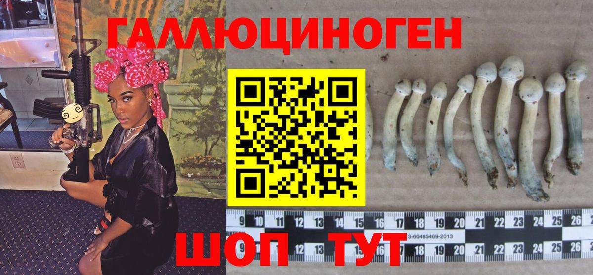 Псилоцибиновые грибы Psilocybine cubensis Кунгур